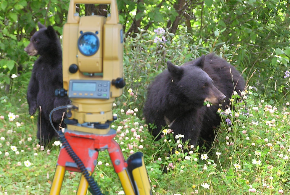 Bear