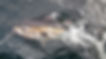 TUNA 8.jpg