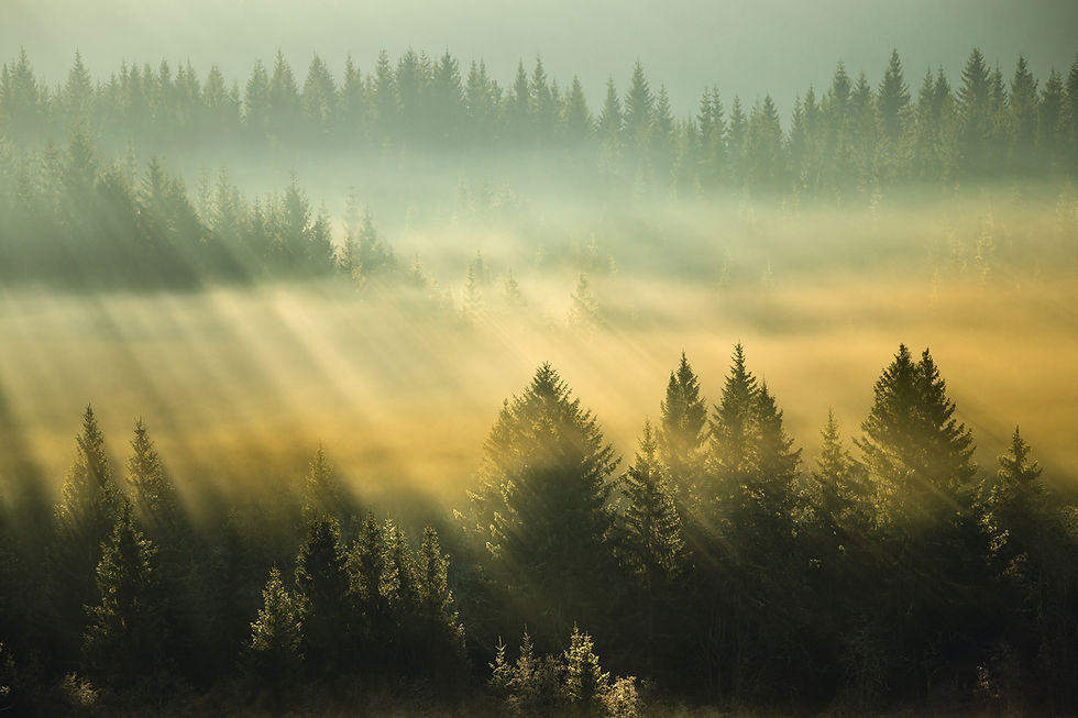 trees 2400pix.jpg
