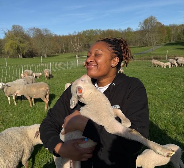 sheep.png
