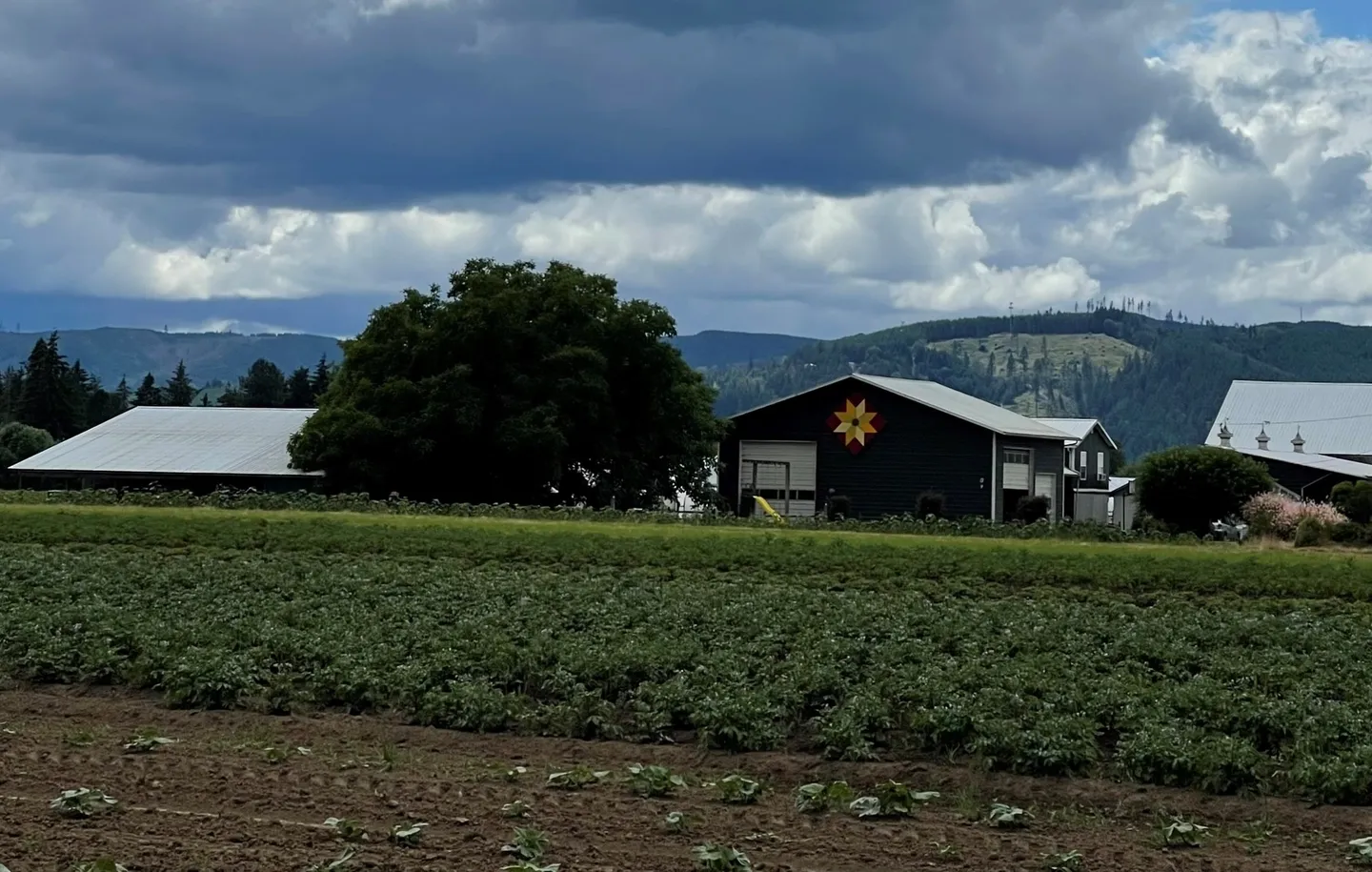 Sun Gold Farm