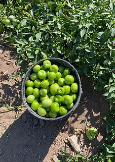 tomatillos_edited.jpg