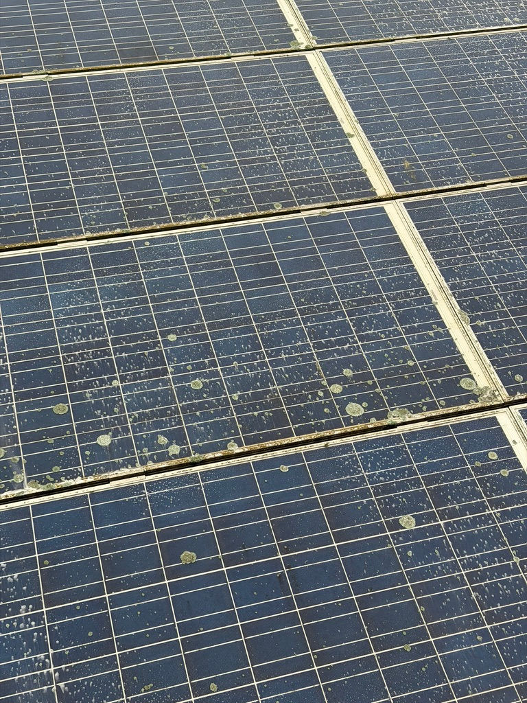 Flechtenbefall Landwirtschaft Kuhstall