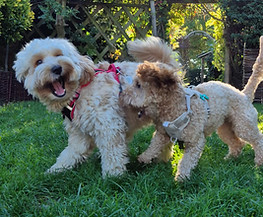 Two cockapoo dogs playing