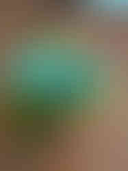 Two vibrant blue and yellow flowers are positioned on a brick walkway, creating a charming outdoor display.