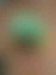 Two vibrant blue and yellow flowers are positioned on a brick walkway, creating a charming outdoor display.