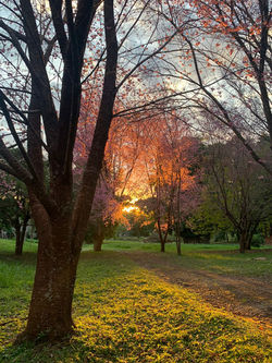 Jardim