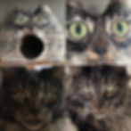 Miniaturbild: Katzenhaus nach dem Vorbild deiner Katze