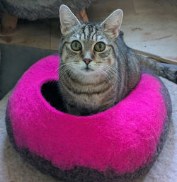 Kater liebt pink 💗