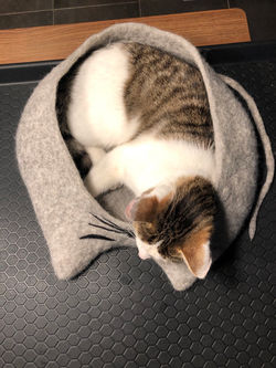 Katzen-Cabrio MIEZE