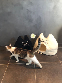 Katzenhöhlen BLACKIE und EMMA