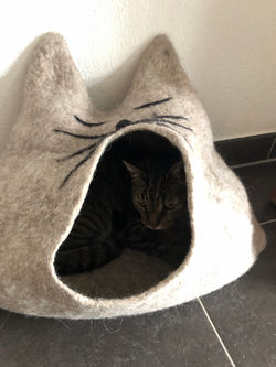 Katzenhöhle EDDIE