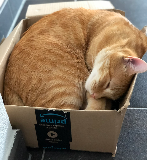 Katze in Karton
