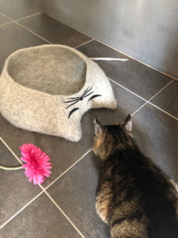 Katzen-Cabrio MIEZE