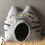Thumbnail: POLLY - Tiger mit offenen Augen
