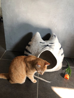 Katzenhöhle TIGER mit Streifen