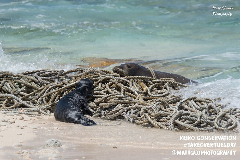 laysan island plastic fishing gear hawaiian monk seal matthew chauvin marine debris