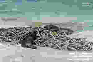 laysan island plastic fishing gear hawaiian monk seal matthew chauvin marine debris