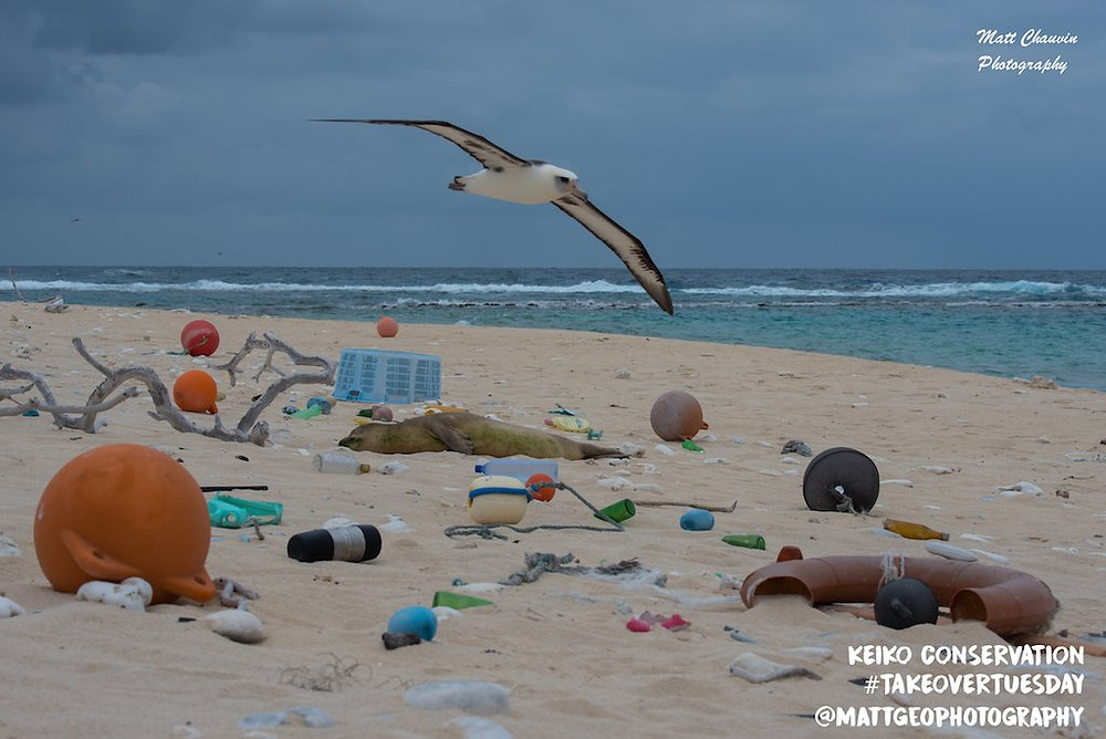 laysan island plastic albatross matthew chauvin marine debris