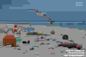 laysan island plastic albatross matthew chauvin marine debris