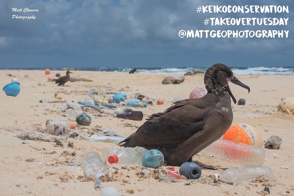 laysan island plastic albatross matthew chauvin marine debris