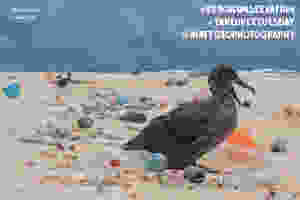 laysan island plastic albatross matthew chauvin marine debris