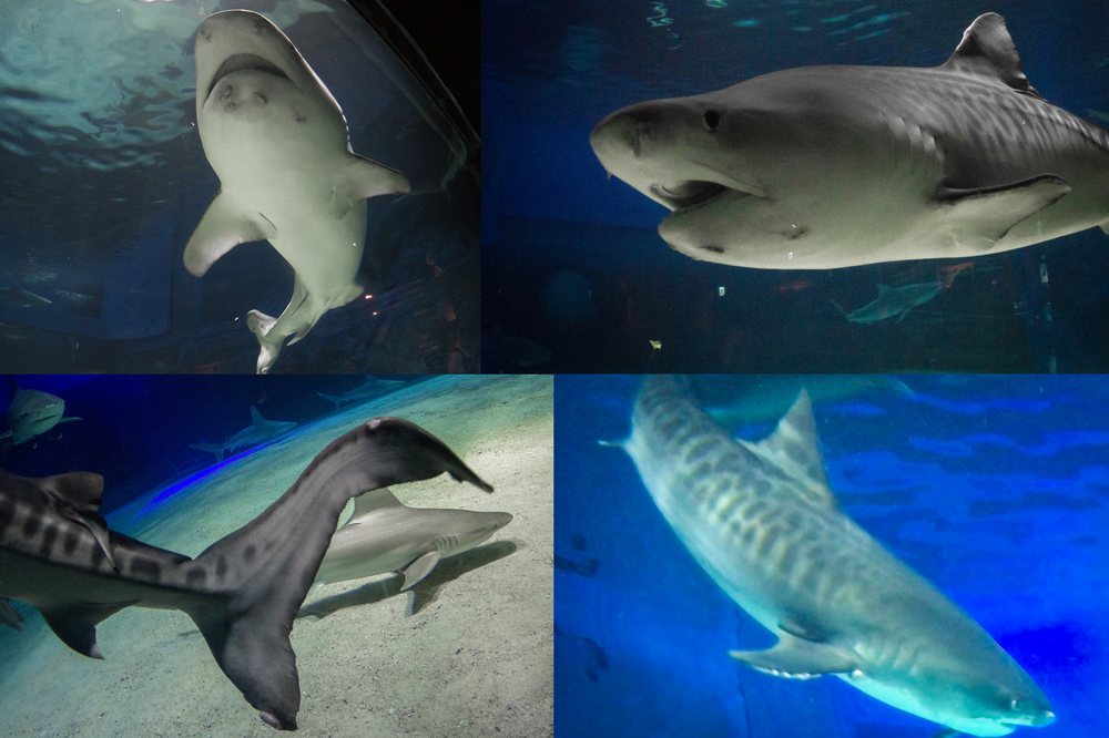 Taiji whaling behind closed doors essay 07 picture