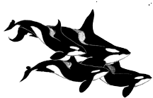 giphy-5.gif