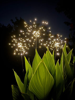 Starburst Grouping in Pot.jpg