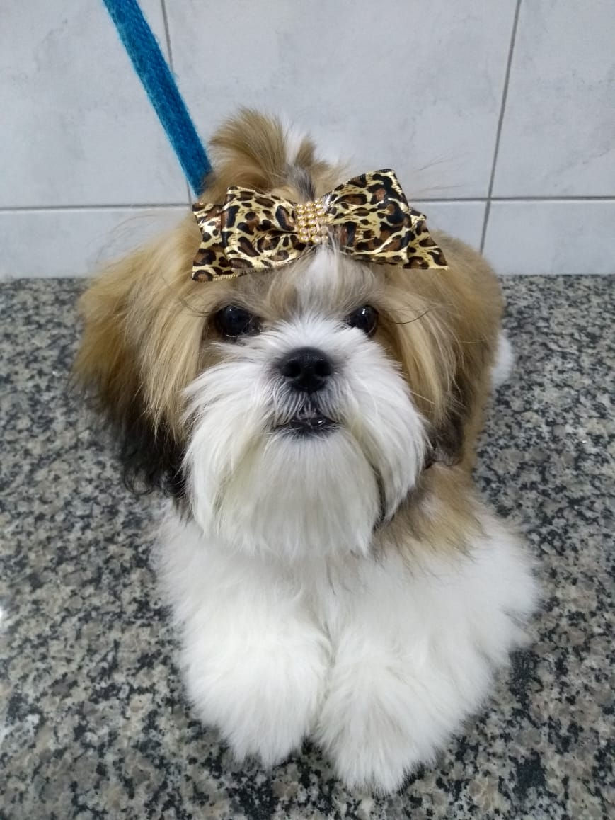 Miniatura: Presilha Carol Pets Oncinha ref 10349G