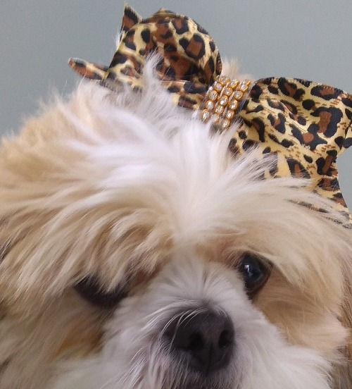 Miniatura: Presilha Carol Pets Oncinha ref 10349G