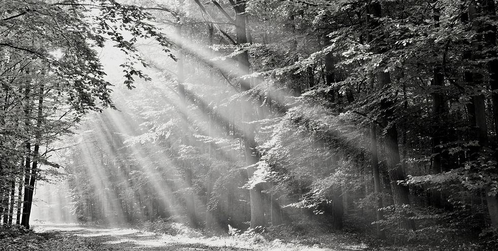 Forest | PMCL Consulting Investment Advisory Services