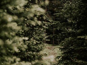 Problems We See: The Impact of Fees