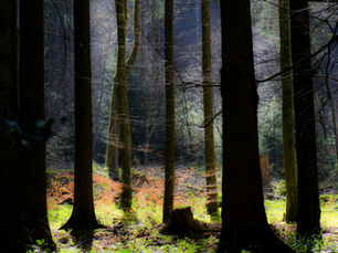 Diversification: What Does it Mean and Why Does it Matter?