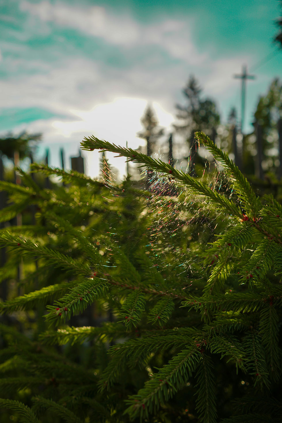 Problems We See: Investment Committee Structures 