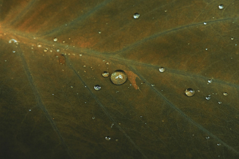 Foundations of a Robust Charity Investment Strategy: Starting with the Basics