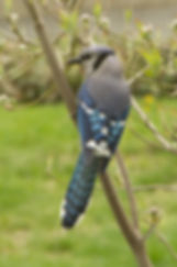 Blue Jay