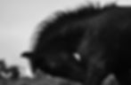 Angus - Wild Foal