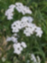 yarrow achillea millefolium taken by Louise Courtney herbalist Gosport at Wildside Health