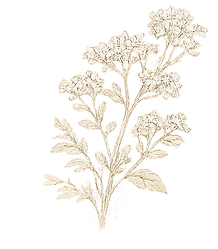 more floral_edited.png