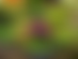 A vibrant raised bed filled with diverse, colorful foliage and ornamental plants, creating a stunning garden focal point.