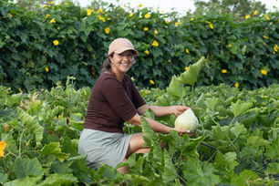 Baby Pumpkins in the Patch