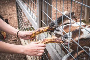 Adding More Beds & Enrichment for Goats