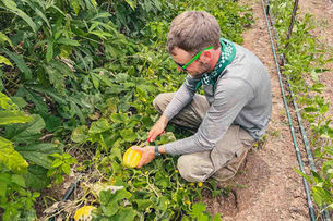 Harvesting Korean Melons and Saving Loofah Seeds