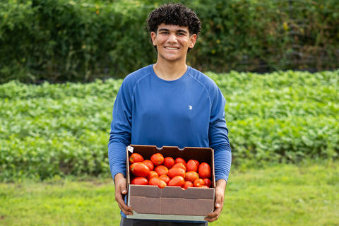 Bulk Tomato Boxes For Sale