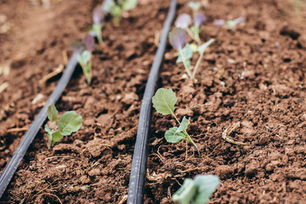 Snap Peas Blooming & Harvesting Bok Choy