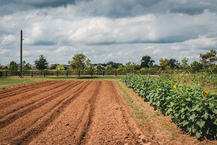 Implementing a New Cropping System and Planting Fall Crops