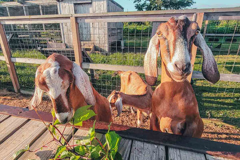 Farm Tour this Saturday and Volunteer Spotlight