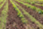 Village Farm Club Plots