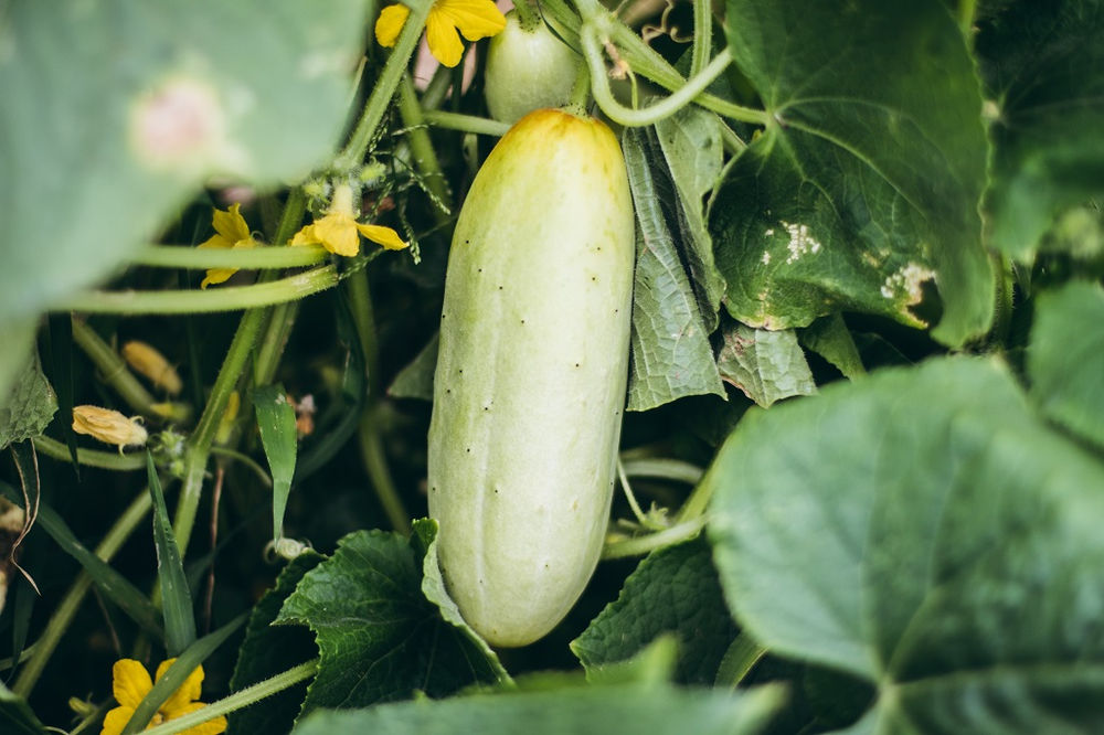 Harvesting Watermelons & Trying a New Cucumber Variety
